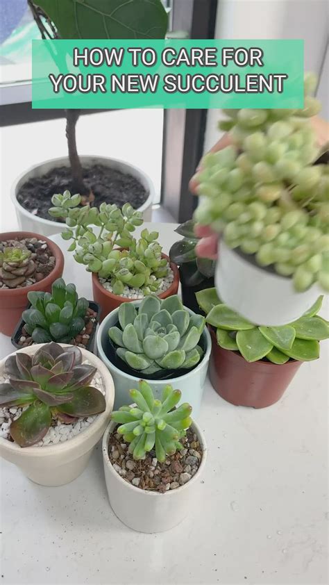 A quick guide on how to care for succulents | Succulent care, Succulent ...