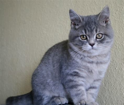 BKH Kater mit Blauen Augen in Hannover | Tiere | Kleinanzeigen