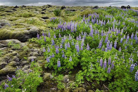 15 Unique Types of Tundra Plants