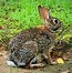 Image result for White Cottontail Rabbit