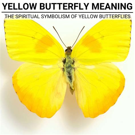 Yellow Butterfly Meaning - The Spiritual Symbolism of Yellow Butterflies