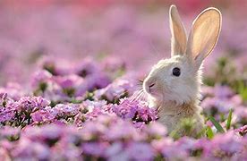 Image result for Bunny in Flowers Pics