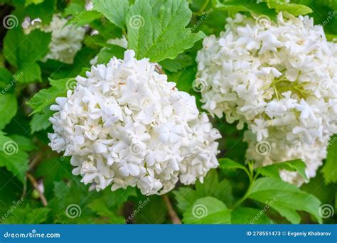 Blooming Spring Flowers. Large Beautiful White Balls of Blooming ...