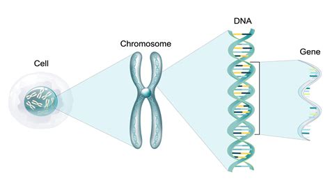Process Of Dna Methylation