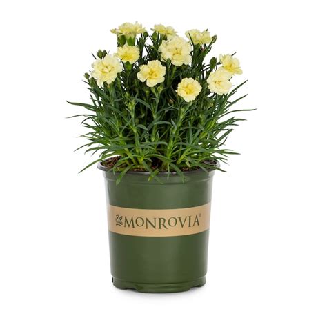 Monrovia Multicolor Odessa Dianthus Plant in 2.5-Quart Pot NURSERY at ...