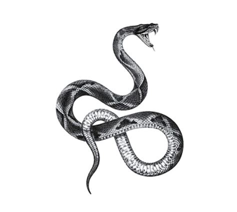 Snake Black And White Drawing