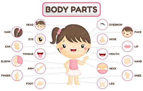 Premium Vector | Girl Body Parts Chart