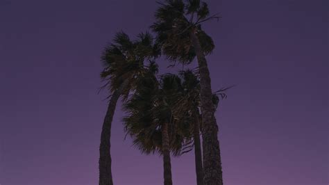 Download wallpaper 2560x1440 palms, trees, bottom view, evening, moon ...