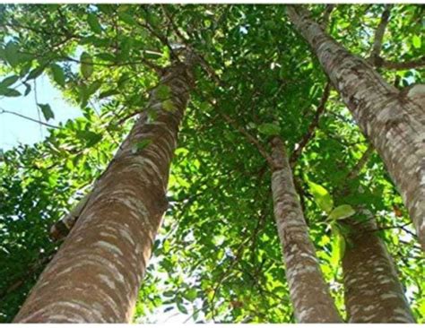 plantsworld Oodh, Agil, Xasi (সাঁচি), Sanchi Plant Seed Price in India ...