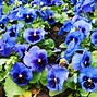 Image result for Blue Spring Flowers