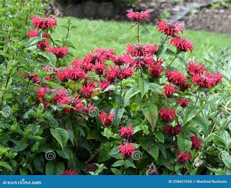 Indian Nettle, Monarda, Didyma Stock Photo - Image of medicinal ...
