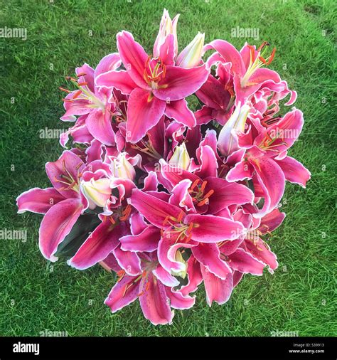 Stargazer - Oriental Lily Stock Photo - Alamy