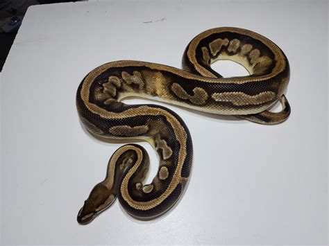 Image result for Pied Python