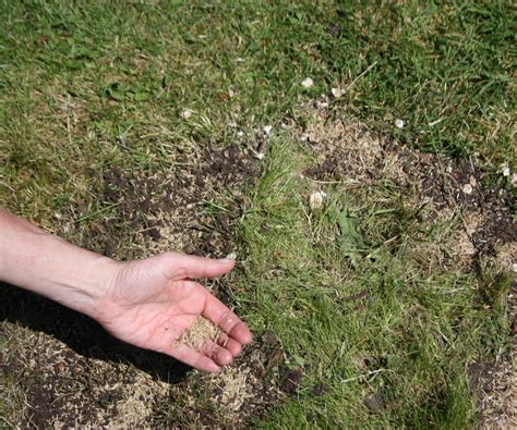 Lawn expert reveals when to sow grass seed for the…