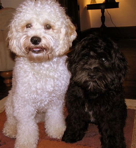 Image result for Cockapoo Traits