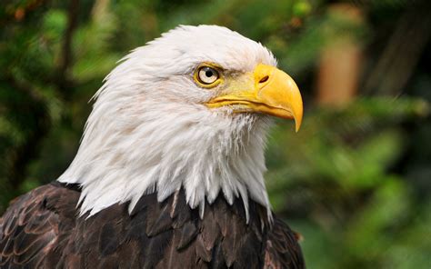Bald eagle head hd wallpaper | 1920x1200 | #11551