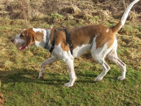 Aprenda sobre el Leal American English Coonhound