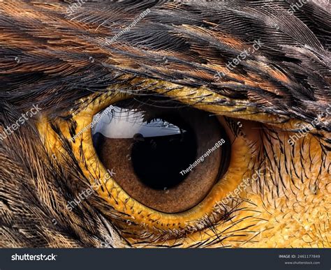 Very Detailed Beautiful Eagle Eyes Eagle Stock Photo 2461177849 ...