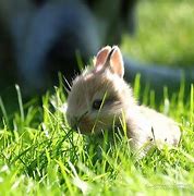 Image result for Little Fluffy Bunny