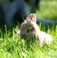 Image result for Cute Fluffy Bunny Pictures