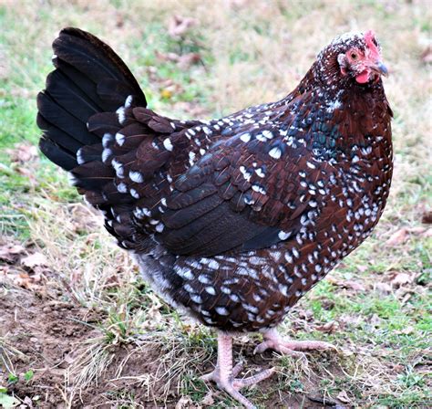 The Best 10 Dual-Purpose Chicken Breeds for Your Backyard | Chickens ...
