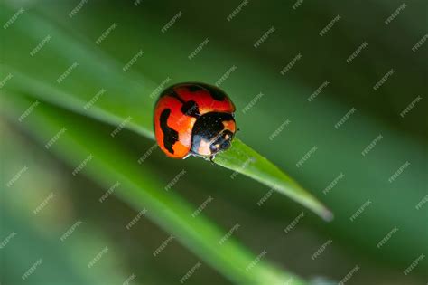 Premium Photo | Close shot of the Small Transverse Ladybird Beetle