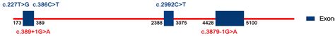 Congenital Fibrosis of the Extraocular Muscles: An Overview from ...