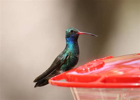 Hummingbirds In North Carolina: 11 Species You'll Spot In This State