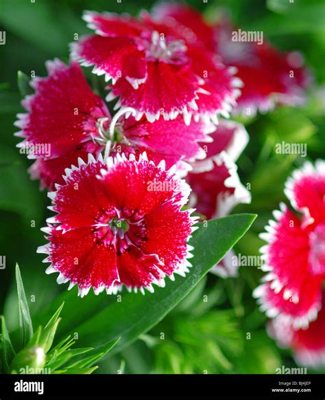 Dianthus Caryophyllus Carnation