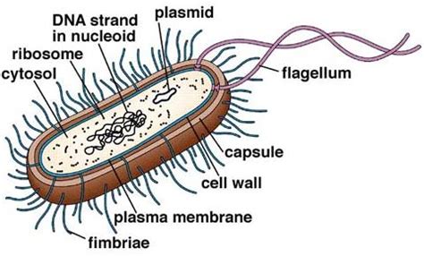 Answer the following Draw a diagram of a typical bacillus and label the ...
