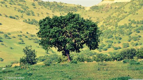 Image result for Java Kurd