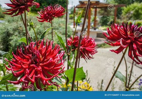 Dahlia Cultorum Thorsrud and Reisaeter Big Red Flower in the Garden ...