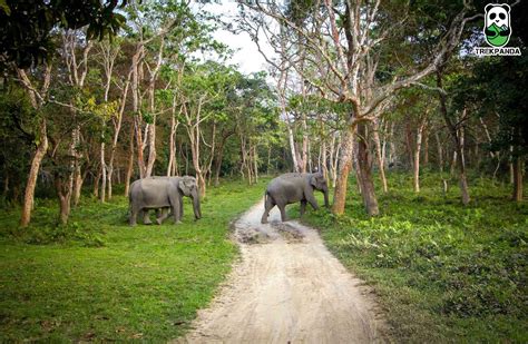 TrekPanda :Best Trekking and Backpacking company in India