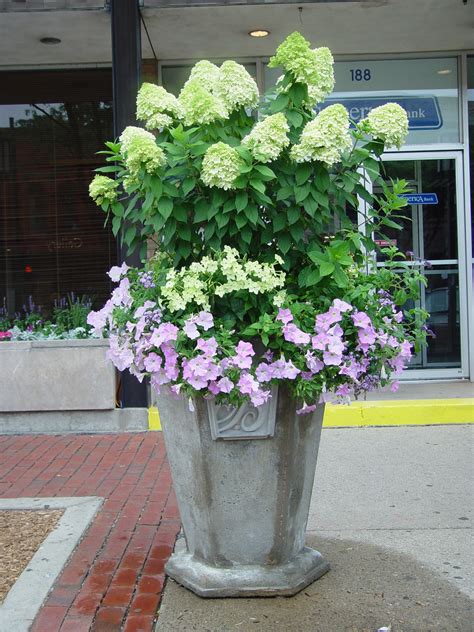 Hydrangea Container Planting