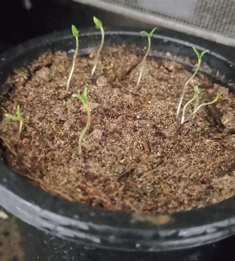 I'm super new to gardening and think I'm killing stuff after stage 1 ...