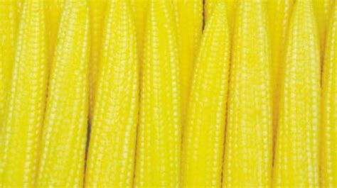 Baby corn Varieties | Syngenta