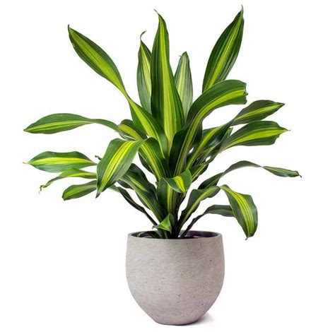 Dracaena Fragrans Care Guide (Corn Plant)