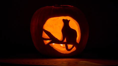 14 cat pumpkin carving ideas for the purrfect jack-o’-lantern | PetsRadar