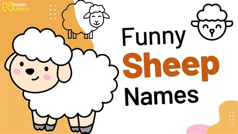 350+ Funny Sheep Names (Cute But Hilarious) - Names Crunch