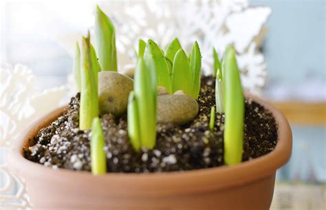 Bulb Planting Zones at Eugene Croce blog