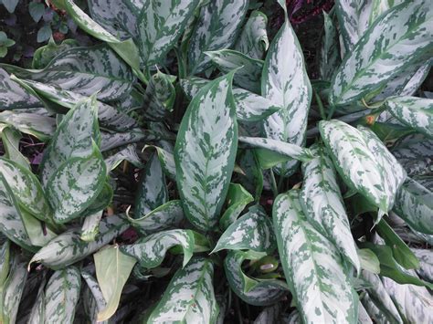 Aglaonema Silver