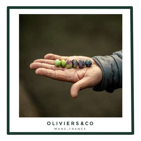 Are Olives a Vegetable? | Different varieties | Oliviers & Co ...