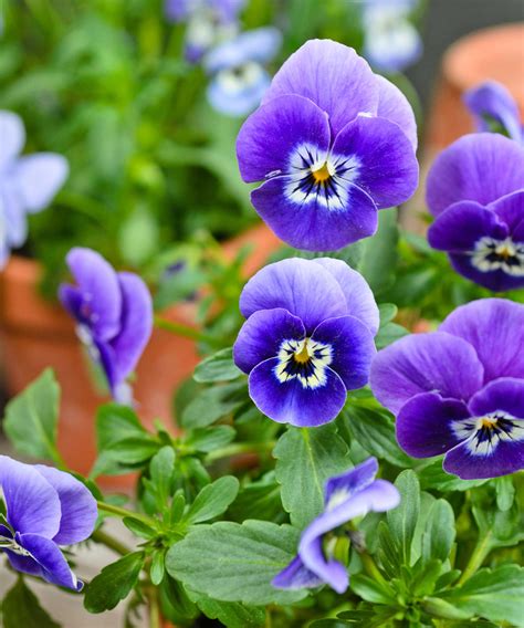 How to propagate pansies and violas: 3 easy ways | Homes and Gardens