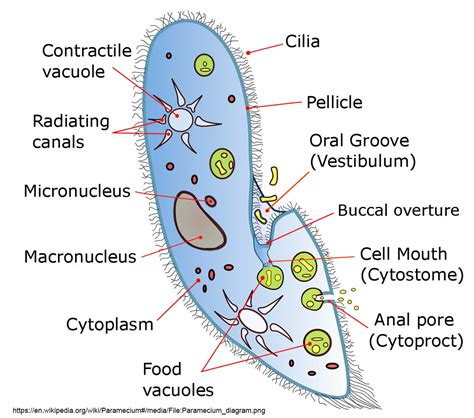Photomicrography and Video of Protozoa and Rotifers by Robert Berdan ...