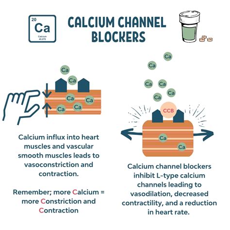Calcium Channel Blockers (Mechanism of Action) – Memory Pharm