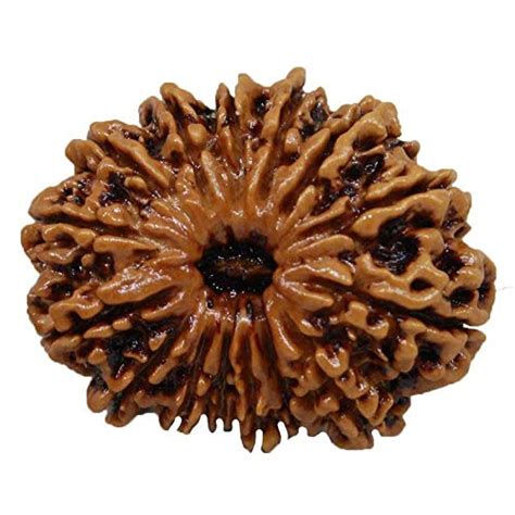 TheGalaxy 15 Mukhi | 15 Face Nepal Rudraksha Lab Certified Spritual ...