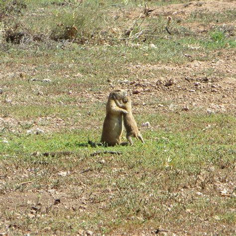 RED BUD PARK (Abilene): Ce qu'il faut savoir pour votre visite (avec ...