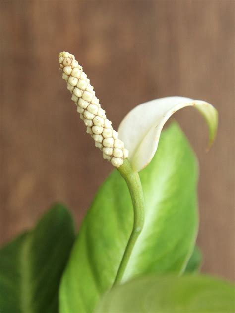 Peace Lily White Stripe (Small) – Greenkin