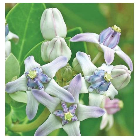 Aak/Calotropis gigantea/jilledu/Madar/Milkweed/erukku Plant 50 Seeds ...