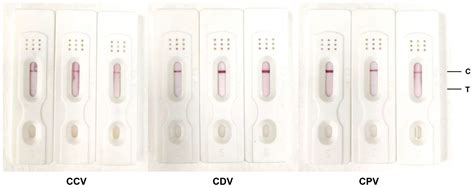 Development and Application of Colloidal Gold Test Strips for the Rapid ...